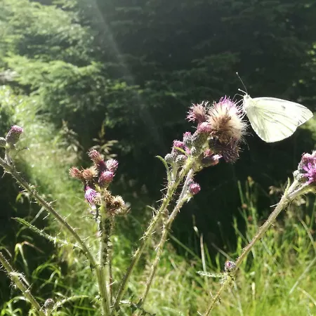 Familien Harzer Schoellchen