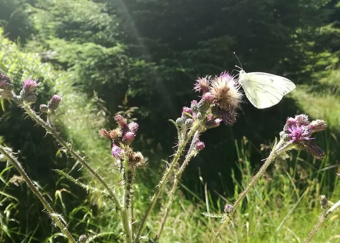 Familien Harzer Schoellchen